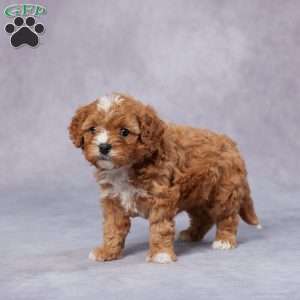 June, Cavapoo Puppy